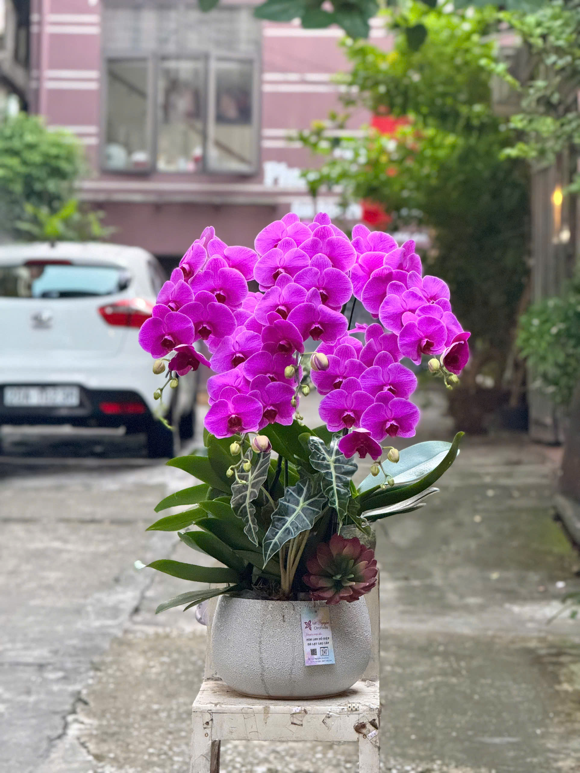 Chậu lan hồ điệp tím trong bộ ảnh cung cấp.